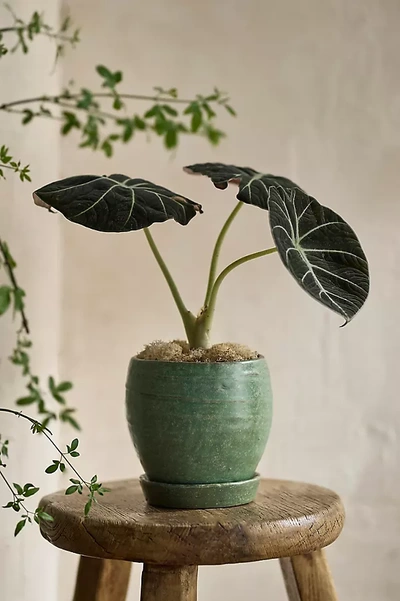 Shop Terrain Evergreen Ceramic Pot + Saucer Set