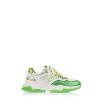 Shop Dwrs Chester Sneakers In Green