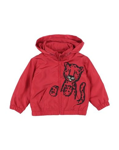 Shop Dolce & Gabbana Newborn Boy Jacket Red Size 3 Polyester