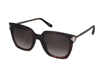 Shop Chopard Sunglasses In Dark Havana Glossy