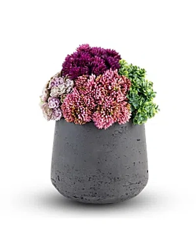 Shop Cocobella Neriah Mini Sedum Arrangement In Multicolor