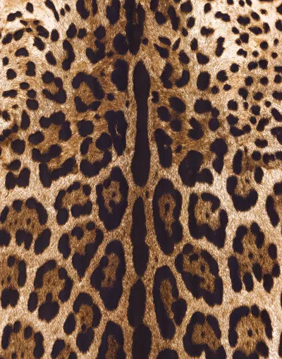 Dolce & Gabbana Wallpaper In Multicolor
