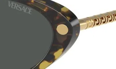 Versace 54mm Oval Sunglasses In Havana