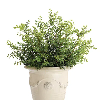 Frontgate Outdoor Dwarf Buford Plant