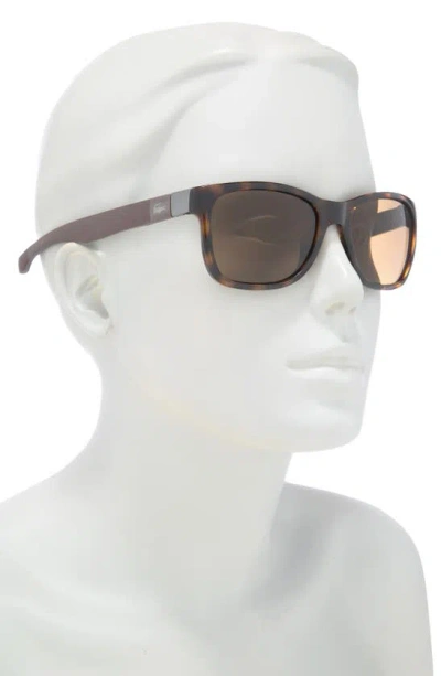 Shop Lacoste 54mm Square Sunglasses In Havana