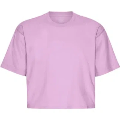 Shop Colorful Standard Cherry Blossom Organic Boxy Crop T-shirt