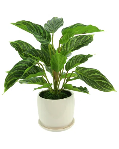 Shop Creative Displays Rohdea Japonica Bush In A Ceramic Pot In Green