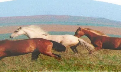 Chunks Horse Girl Oval Barrette In Multi Green