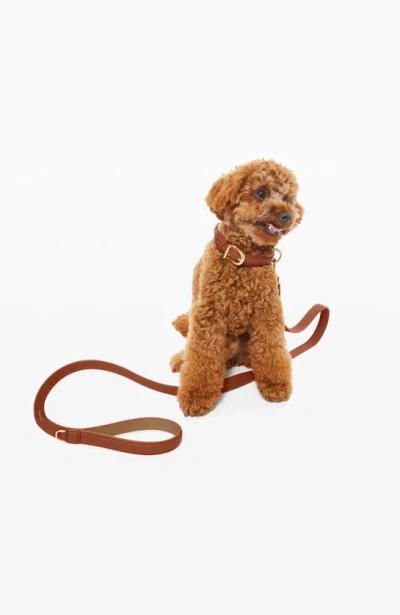 Shop Maison De Sabre Leather Dog Collar In Walnut Sandstone