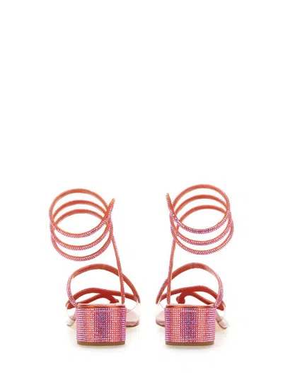 Shop René Caovilla Sandal Snake In Pink