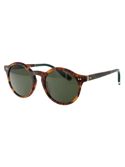 Shop Polo Ralph Lauren Sunglasses In 501771 Shiny Brown Tortoise