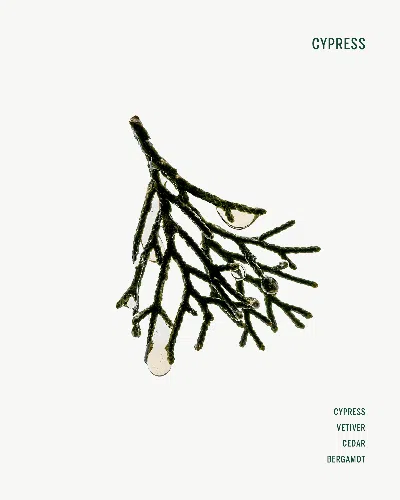 Corpus Cypress Shampoo