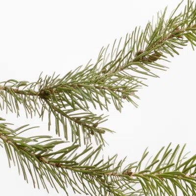 Susanne Kaufmann Mountain Pine Bath In Default Title