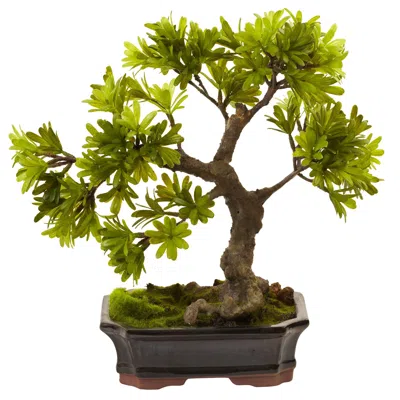 Homplanti Podocarpus W/mossed Bonsai Planter