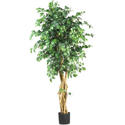 HOMPLANTI 6' PALACE STYLE FICUS TREE W/1596 LVS 