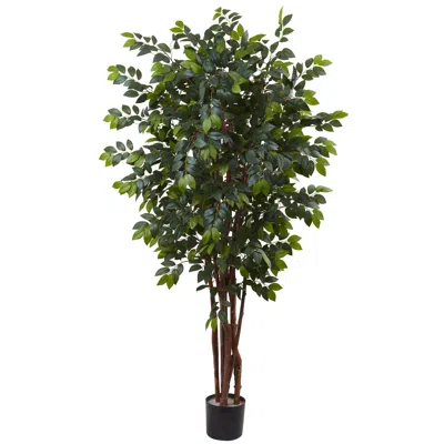 Homplanti 7' Sakaki Tree X 4w/ 1862 Lvs.