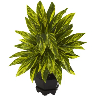 Homplanti Ginger Plant W/black Planter