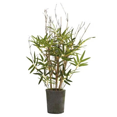 Homplanti 27" Bamboo Tree W/cement Pot X 9 W/200 Lvs