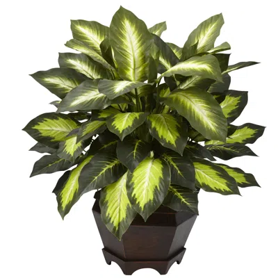 Homplanti Triple Golden Dieffenbachia W/wood Vase