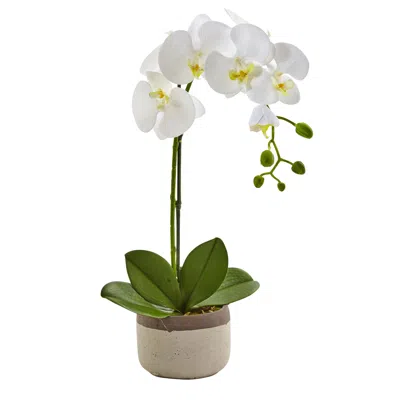 Homplanti 19'' Phalaenopsis Orchid In Ceramic Pot