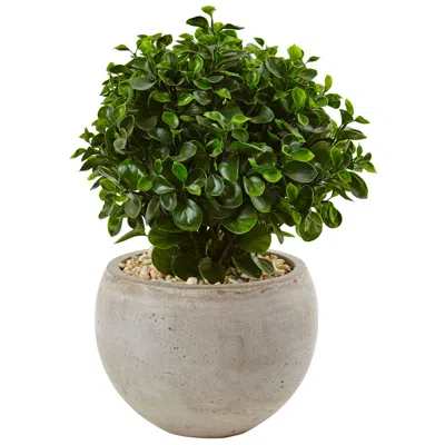Homplanti 2' Eucalyptus In Bowl Uv Resistant (indoor/outdoor)