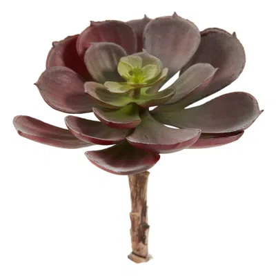 Homplanti 5" Echeveria W/24 Lvs (set Of 12) - Burgundy