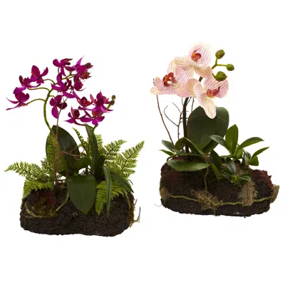 Homplanti Orchid Island (set Of 2)