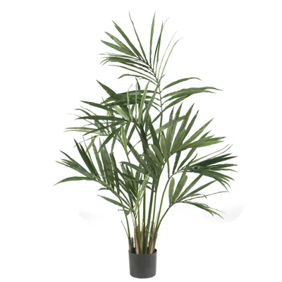 Homplanti 5' Kentia Palm Tree X 7 W/124 Lvs
