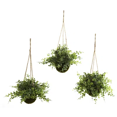 Homplanti Eucalyptus Maiden Hair & Berry Hanging Basket (set Of 3)