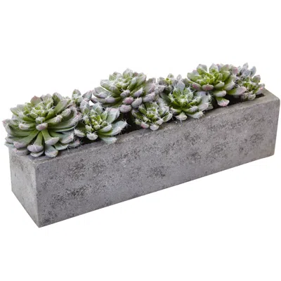Homplanti 5.5" Succulent Garden W/textured Concrete Planter