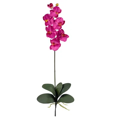 Homplanti Phalaenopsis Stem (set Of 12) - Beauty