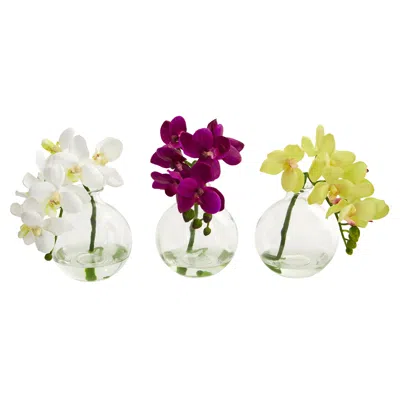 Homplanti 10" Phalaenopsis Pot (set Of 3)