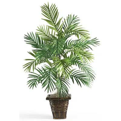 Homplanti Areca Palm W/wicker Basket