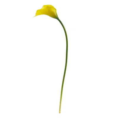 Homplanti 19.5" Calla Lily Artificial Flower (set Of 12)