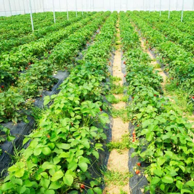 Hivvago 6.5 X 330/4 X 250/6 X 300 Feet Weed Barrier Landscape Fabric-6 Ft