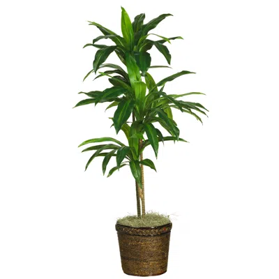 Homplanti 48" Dracaena W/basket Silk Plant (real Touch)