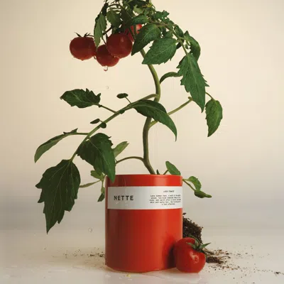 Nette Laide Tomate In Default Title