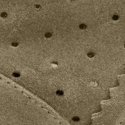 Isabel Marant Bobby Lace-up Wedge Sneakers In Green