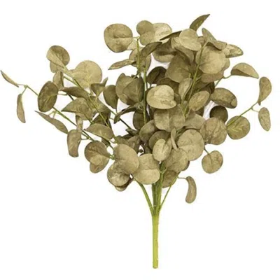 Homegifo Foamy Silver Dollar Bush Sage 12"