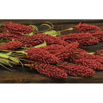 Homegifo *millet Heather Bush Orange 24"
