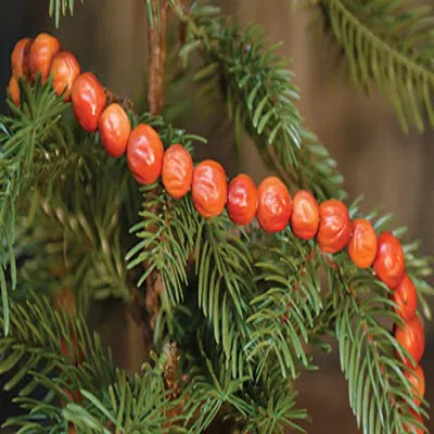 Homegifo Orange Berry Garland