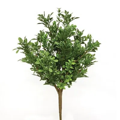 Homegifo Heritage Boxwood Bush 19"