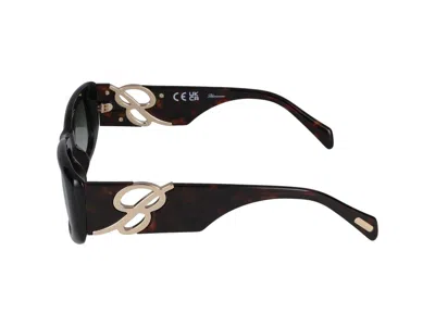 Blumarine Sunglasses In Dark Havana Glossy