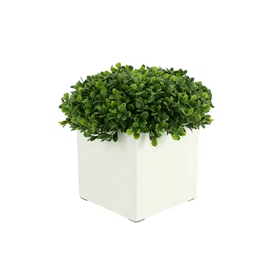 Creative Displays Booxwood In White Square Pot