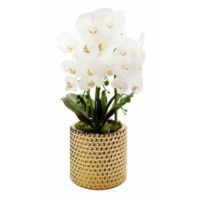 Vivience 3 Branched White Orchid Plant In Hammered Stainless Pot