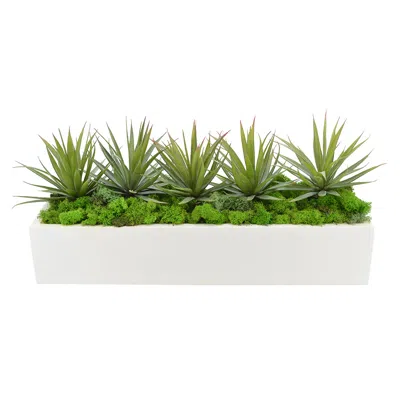 Creative Displays Green Yucca, Cactus With Moss Succulent Plant