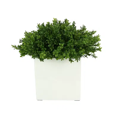 Creative Displays Boxwood In A Square White Pot