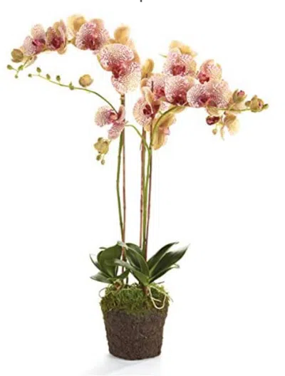 Napa Home & Garden Conservatory Burgundy Phalaenopsis Orchid Drop-in 32-inch