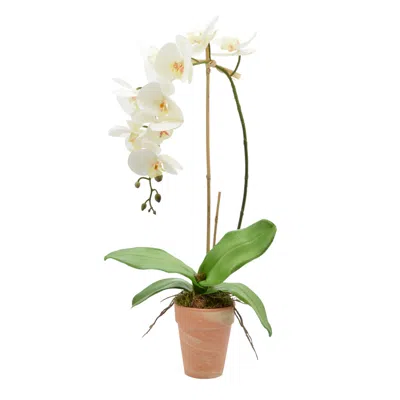 Creative Displays White Orchid Floral Arrangement