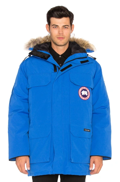 Shop Canada Goose Polar Bears International Expedition Coyote Fur Trim Parka In Blue.  In Royal Pbi Blue